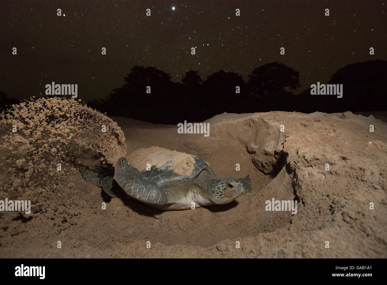 Green turtle (Chelonia mydas) female digging nest on beach at night, Guinea Bissau. Endangered species. 3rd Place in the SOS Esp Stock Photo