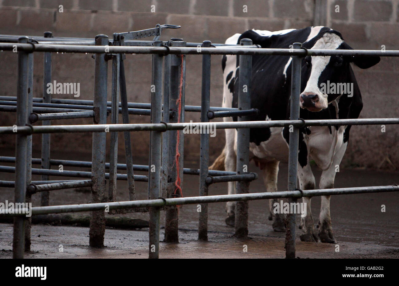 A Cow at Beehive Farm dairy farm in Lound, near Lowesoft, where a case of Bluetongue has been confirmed on the farm. Stock Photo