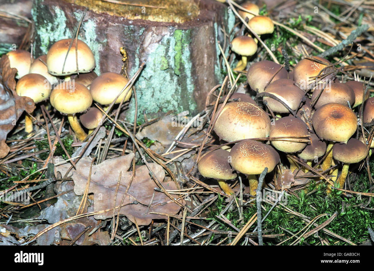 In the woods near the stump of the tree grow poisonous mushrooms. They are called 'false honey'. Stock Photo
