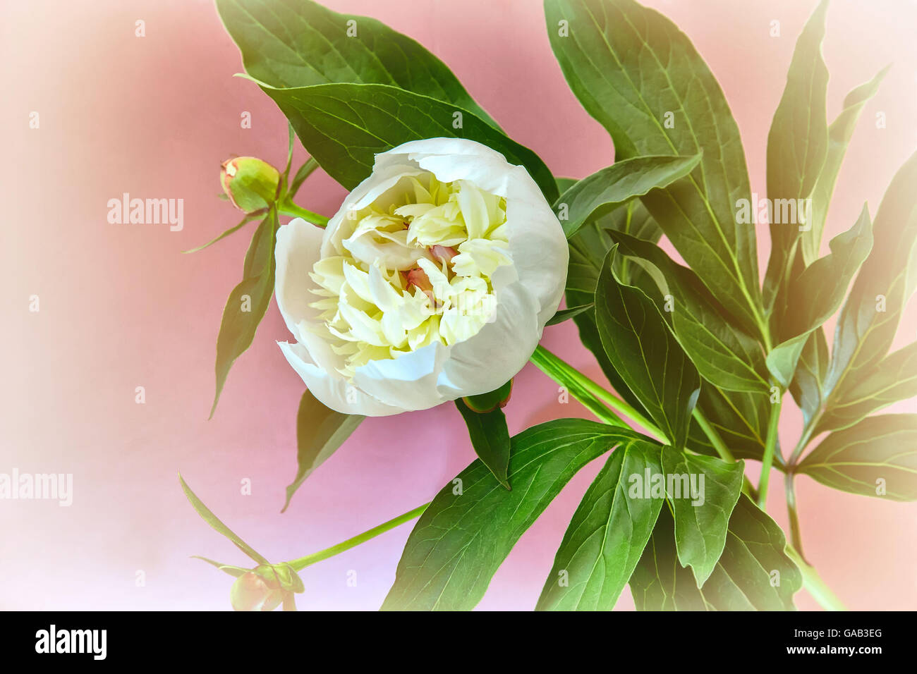 Beautiful large white peony with green leaves on a pink background ...