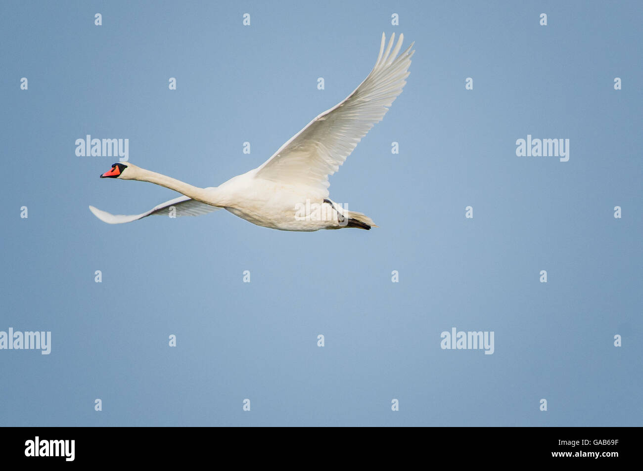 swan in morning light with full wingspan Stock Photo