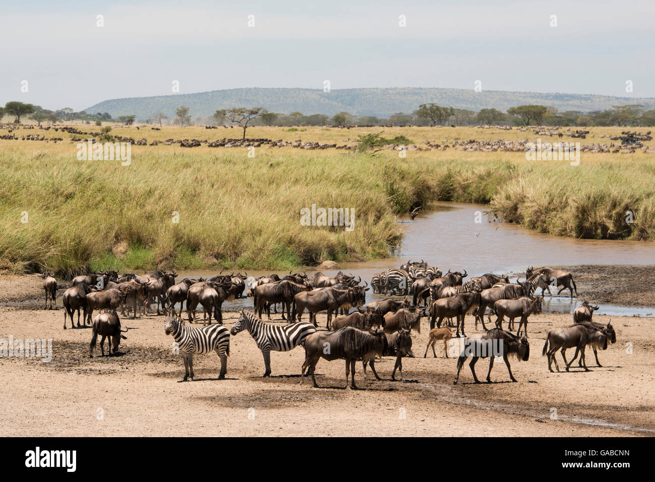Burchell's zebra (Equus burchellii) and Blue wildebeest (Connochaetes taurinus) in the great migration, Serengeti National Park Stock Photo