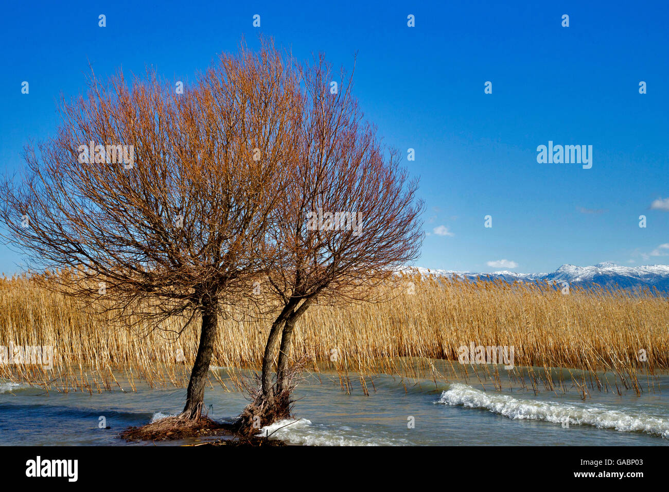 Egirdir Lake and reeds on delta area. Stock Photo