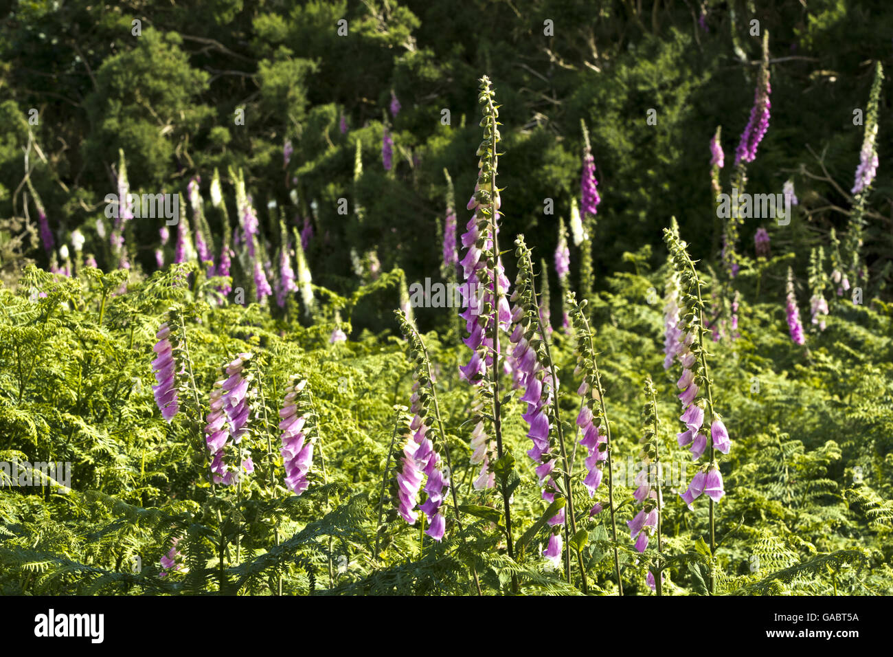 Digitalis purpurea common foxglove Stock Photo