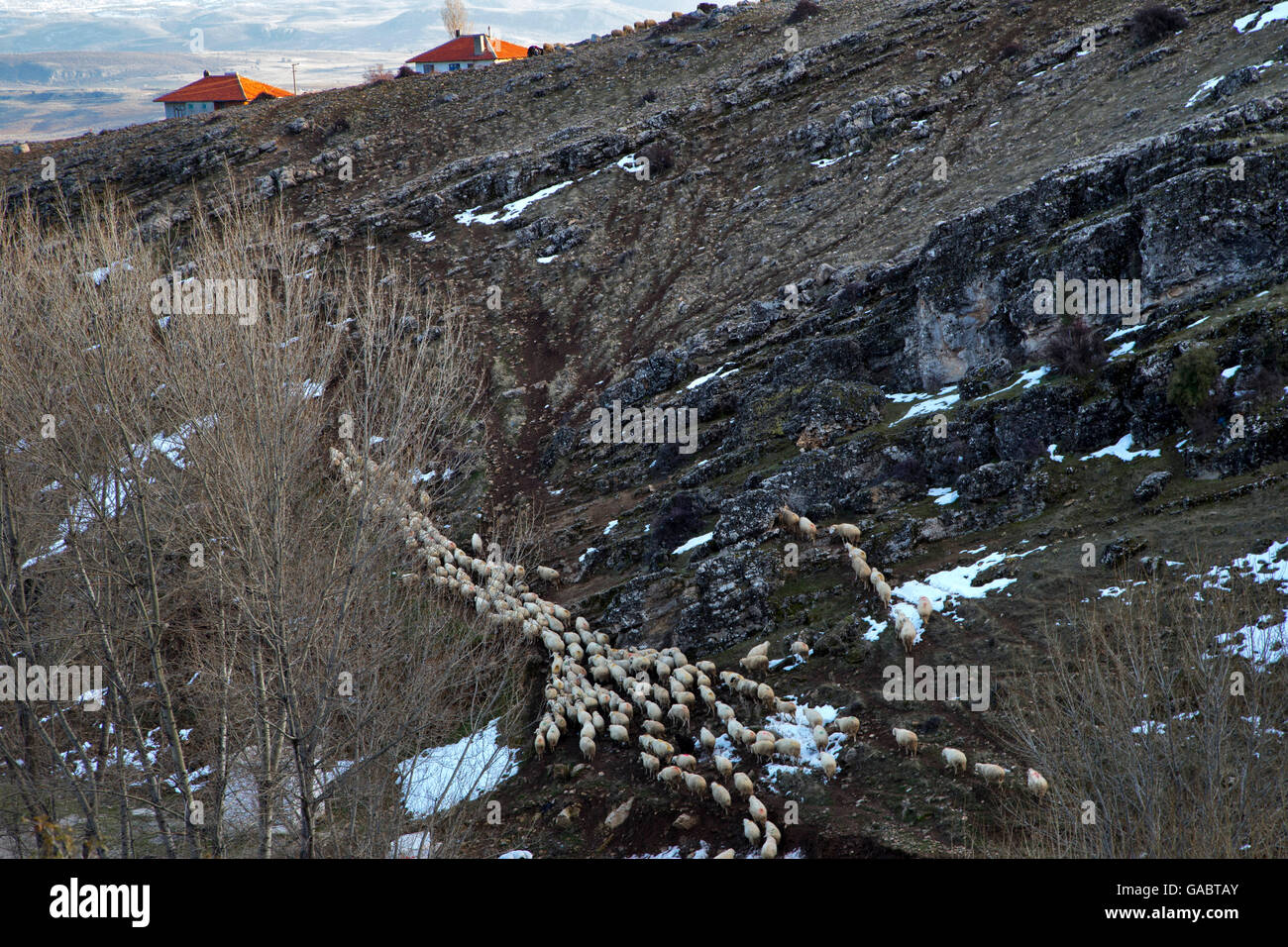 Herd of sheep at Yalvac district which is near the Antioch of Pisidia, Isparta, Turkey Stock Photo