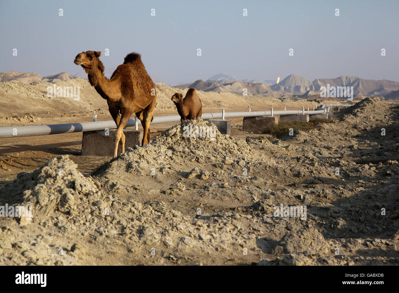 Qeshm ( Kesm ) Island has largest natural gas reserve in Iran and it's pipeline and camels which are passing. Stock Photo