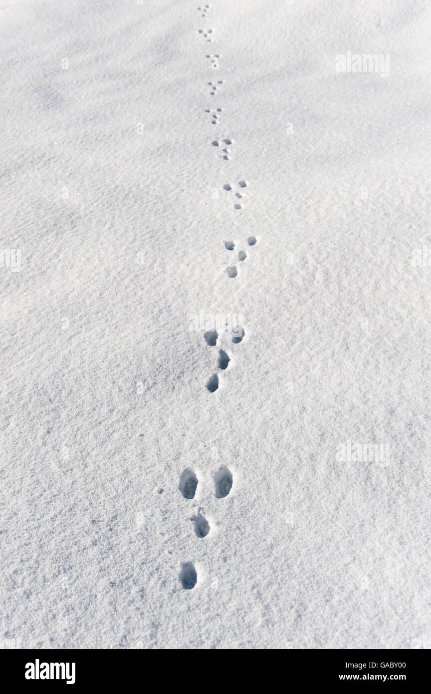 Rabbit tracks in snow. Yorkshire, UK. Stock Photo