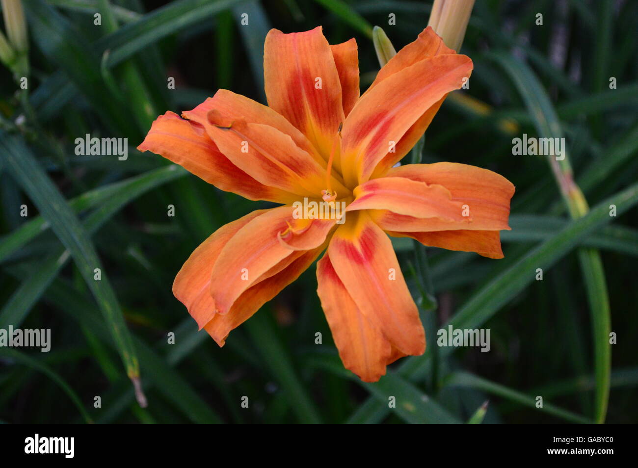 Orange daylily Stock Photo - Alamy