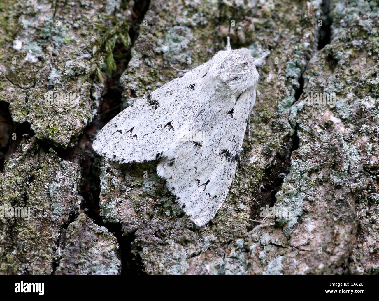 West European Miller Moth (Acronicta leporina) Noctuidae (Owlet Moths