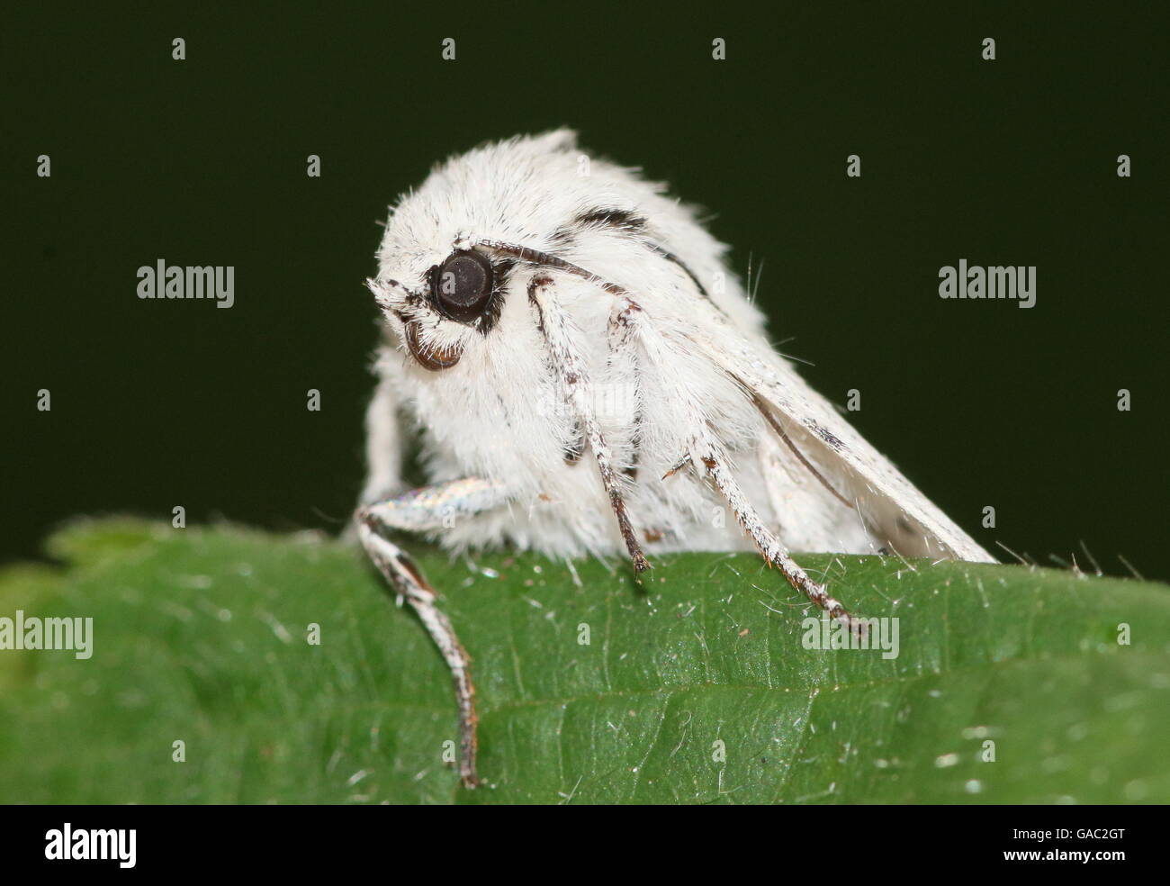 West European Miller Moth (Acronicta leporina) - Noctuidae (Owlet Moths) Stock Photo