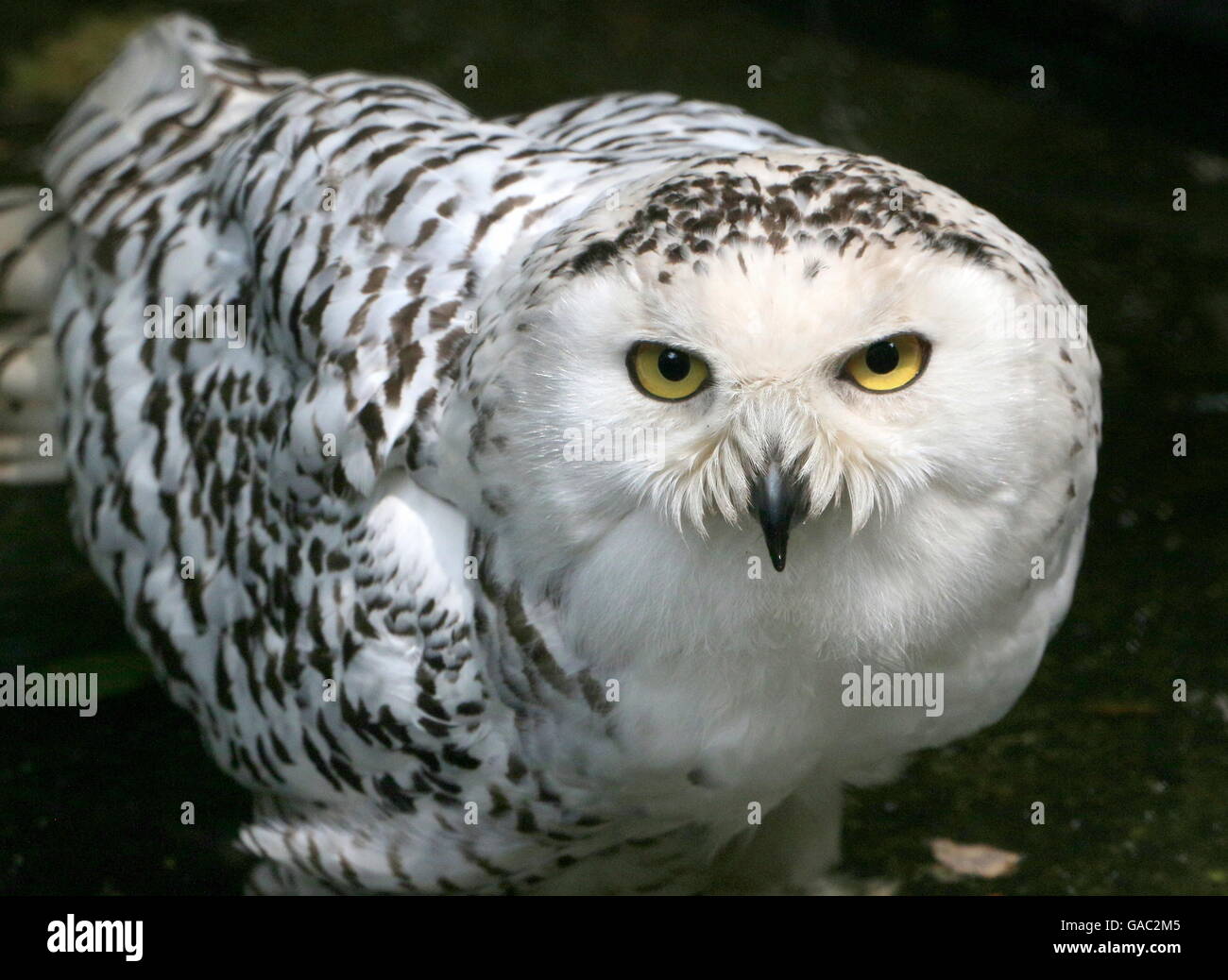 Fierce looking male Snowy owl (Bubo scandiacus Stock Photo - Alamy