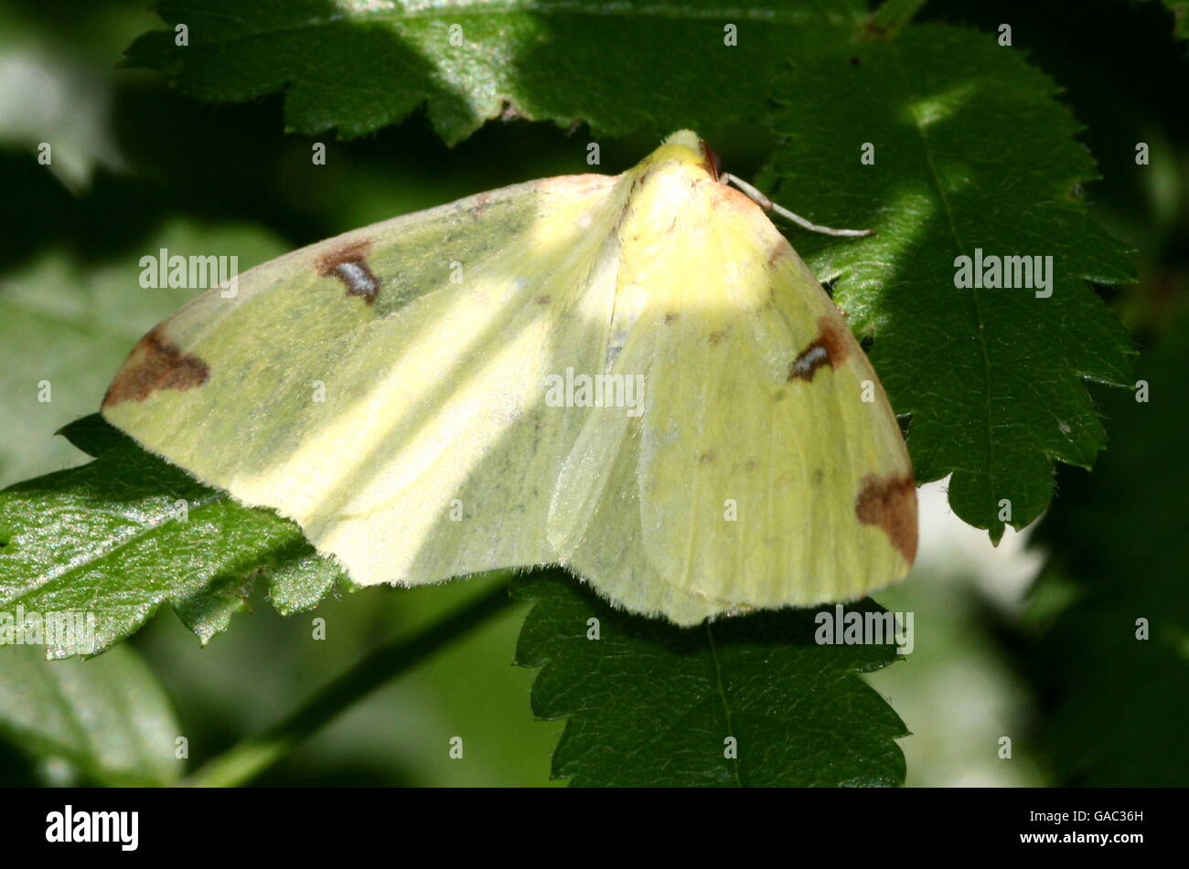 European Brimstone moth (Opisthograptis luteolata) - Geometer moth (Geometridae) Stock Photo