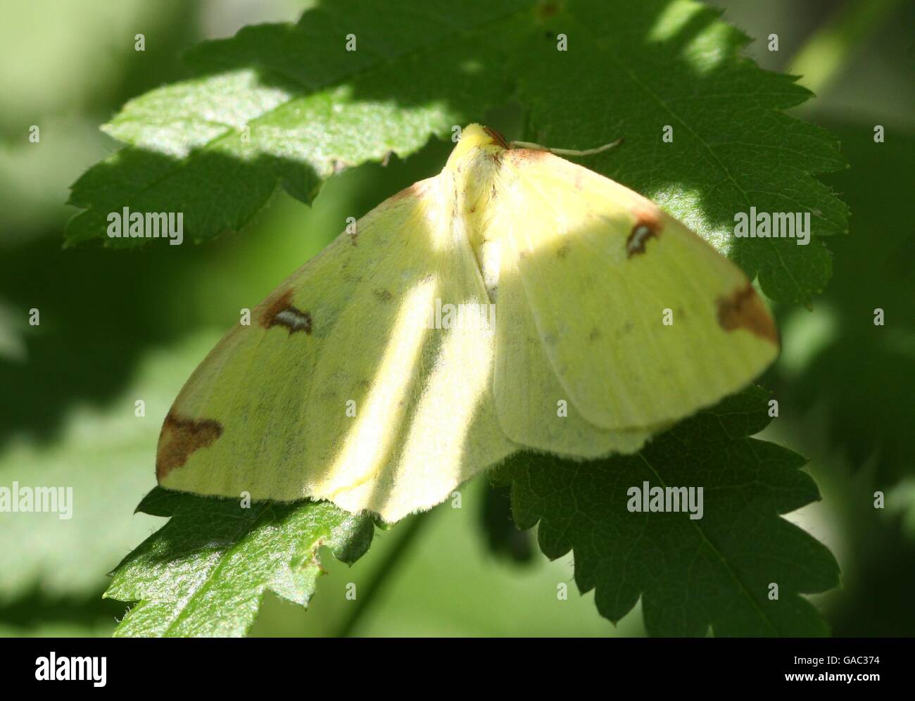 European Brimstone moth (Opisthograptis luteolata) - Geometer moth (Geometridae) Stock Photo