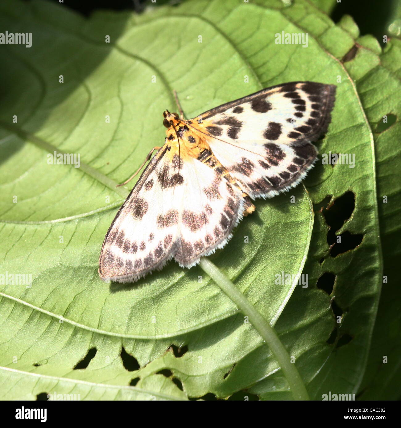 European Small Magpie  Moth (Anania hortulata) - Geometridae Stock Photo