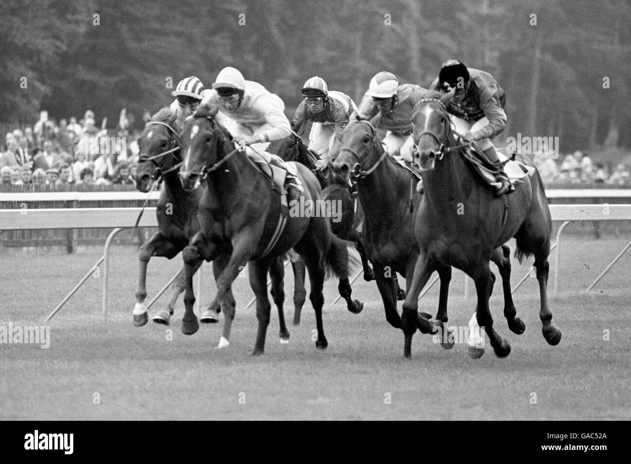 Horse Racing Plantation Stakes Newmarket Stock Photo Alamy