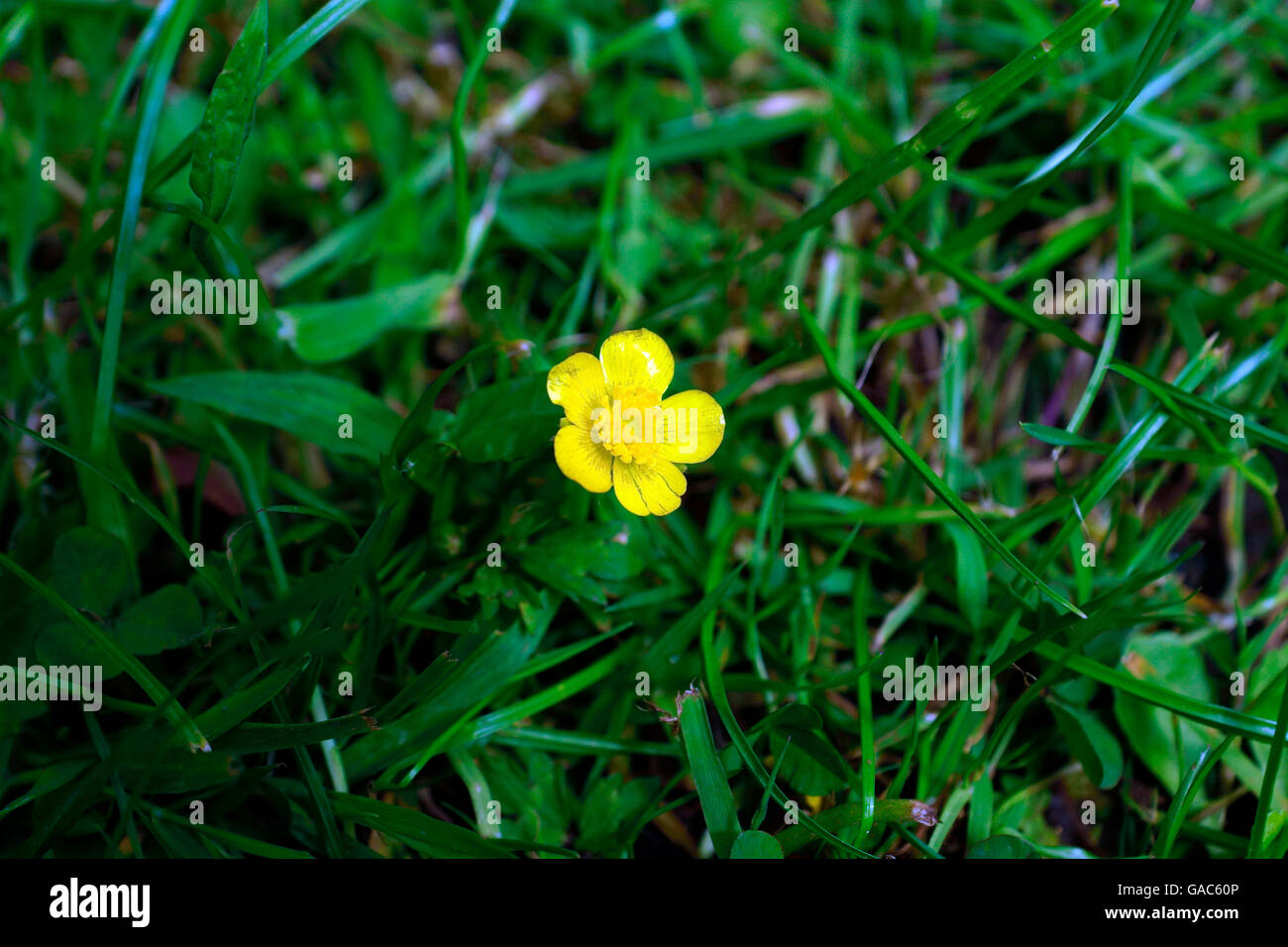 BUTTERCUP Stock Photo