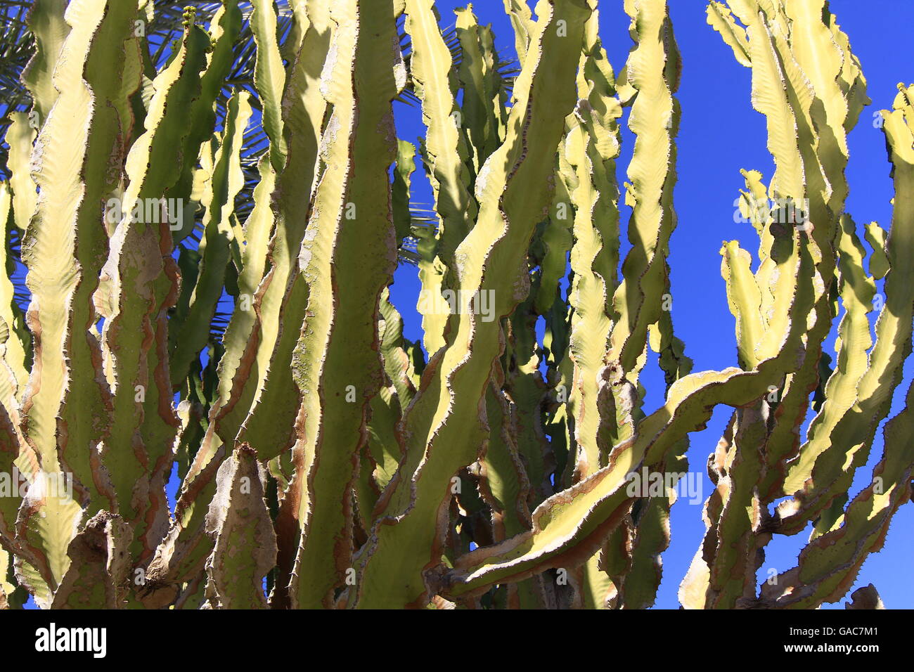 cactus huge size with sky background Stock Photo