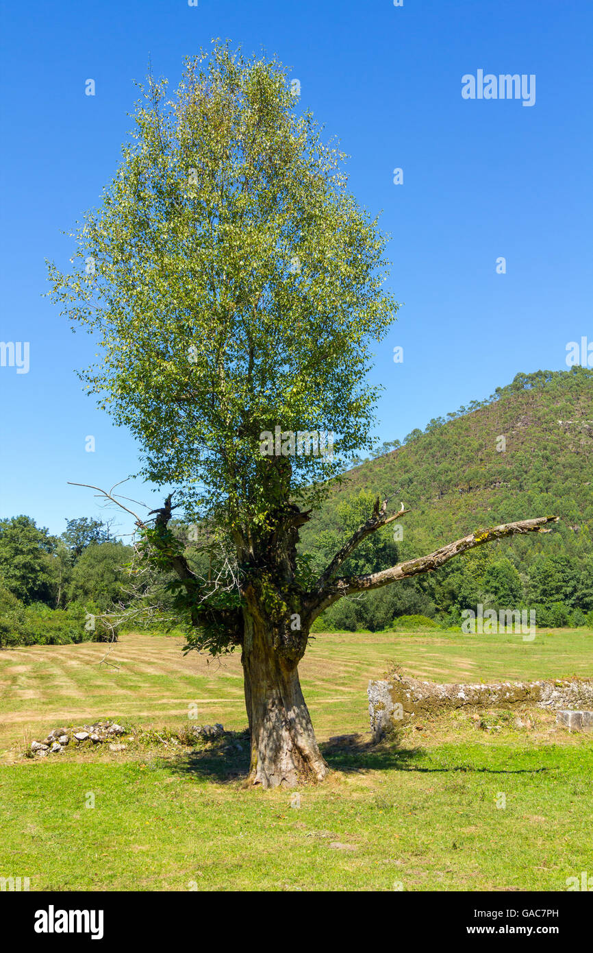 Lone dry tree branch in the field Stock Photo