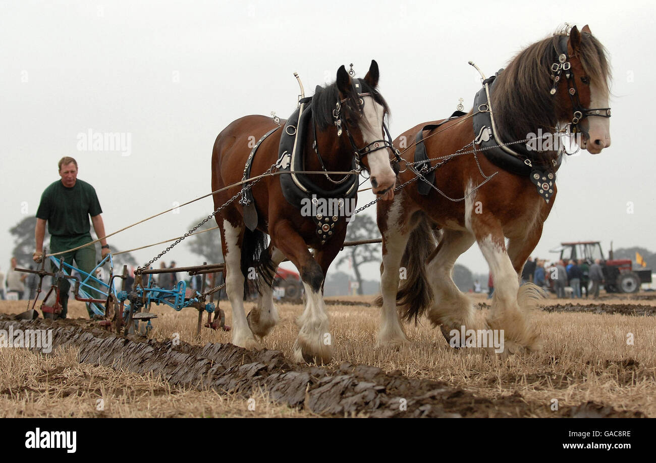Peter Brasset from Beamish, County Durham with heavy horses Bonnie and Clyde during the horse ploughing section of the British National Ploughing Championships at Crockey Hill, near York. Stock Photo