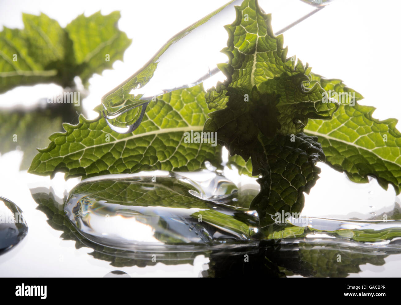 mint leaf and water droplet with pipette Stock Photo