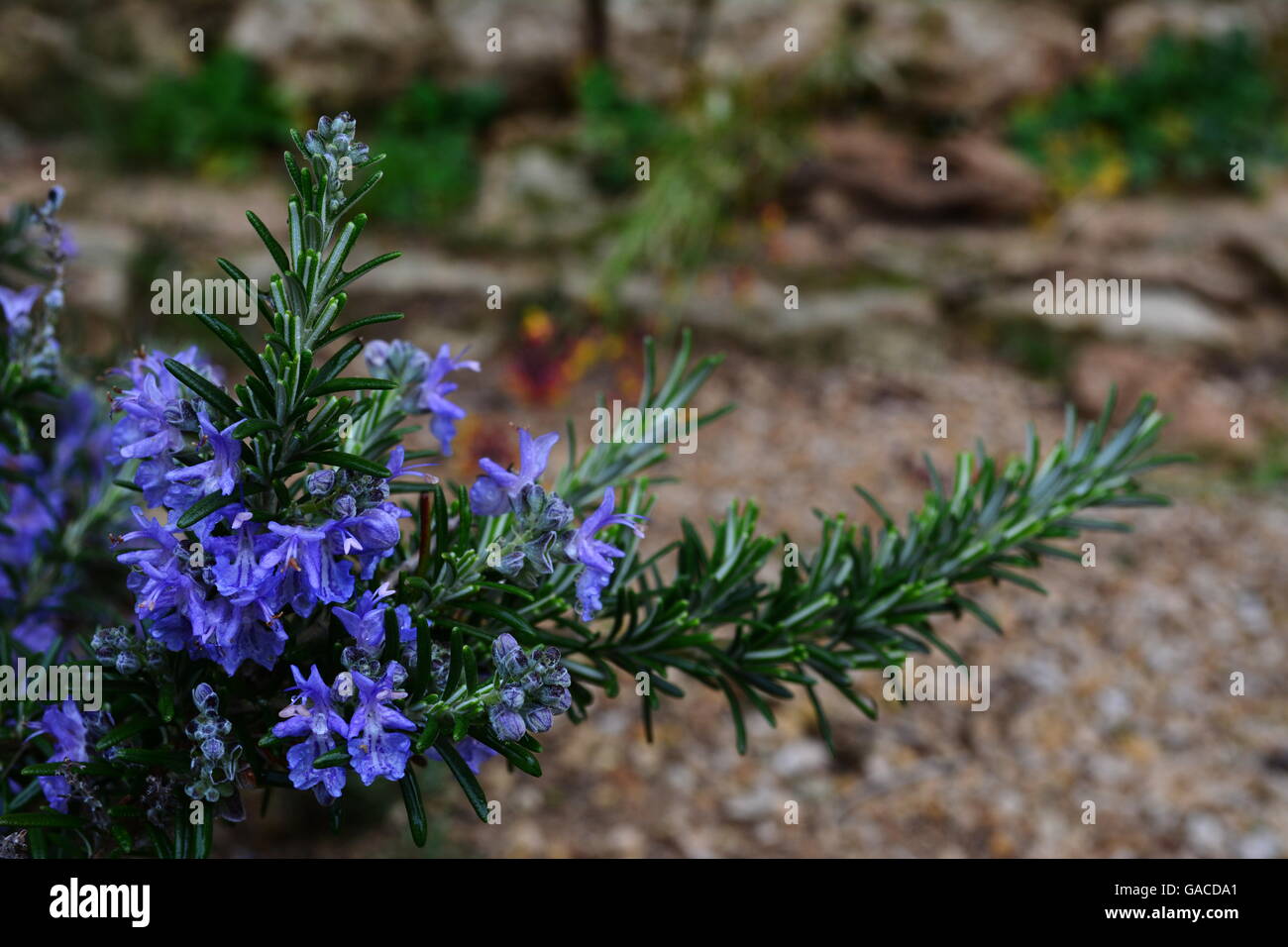 rosemary with flowers Stock Photo Alamy