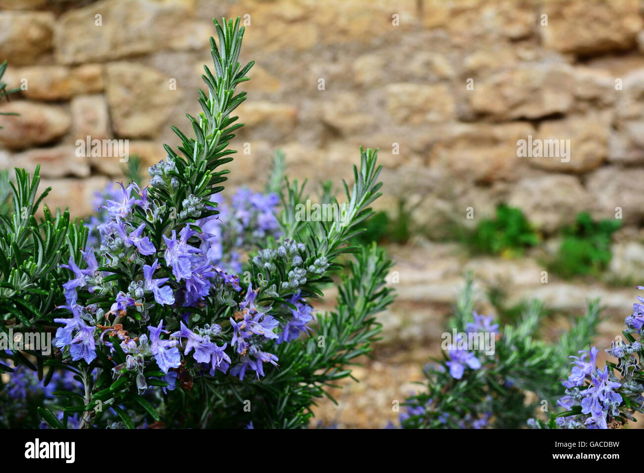 rosemary with flowers Stock Photo Alamy