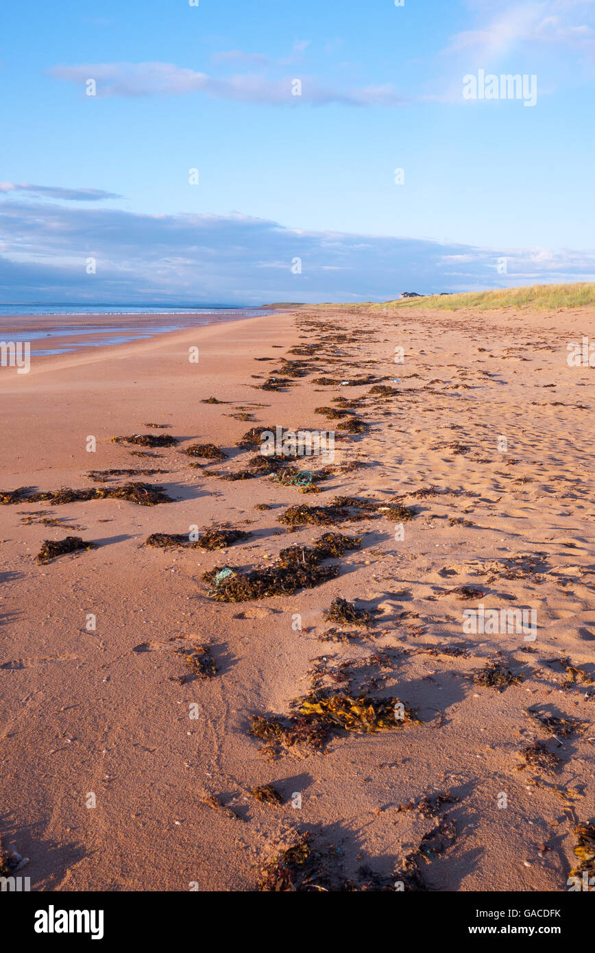 Sea weed on the high tide line on a north sea beach, Scotland, UK. Stock Photo