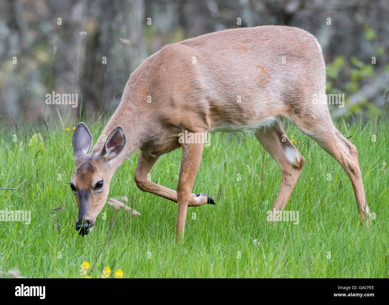 White Tailed Deer Walking in Green Grass in open meadow Stock Photo Alamy
