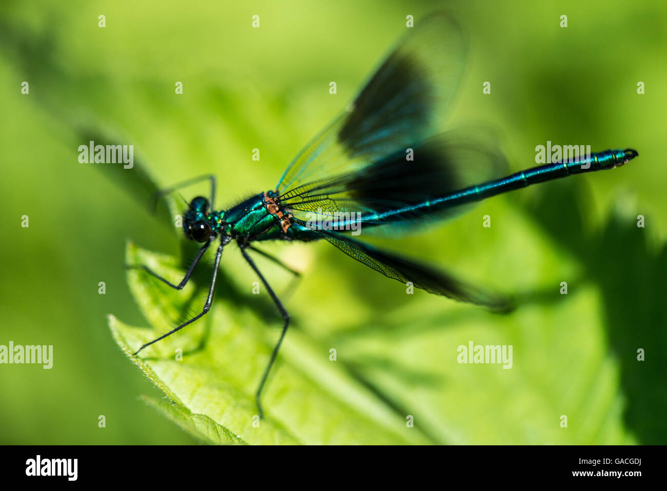 A male banded demoiselle damselfly (Calopteryx splendens) on a leaf with its wings spread Stock Photo