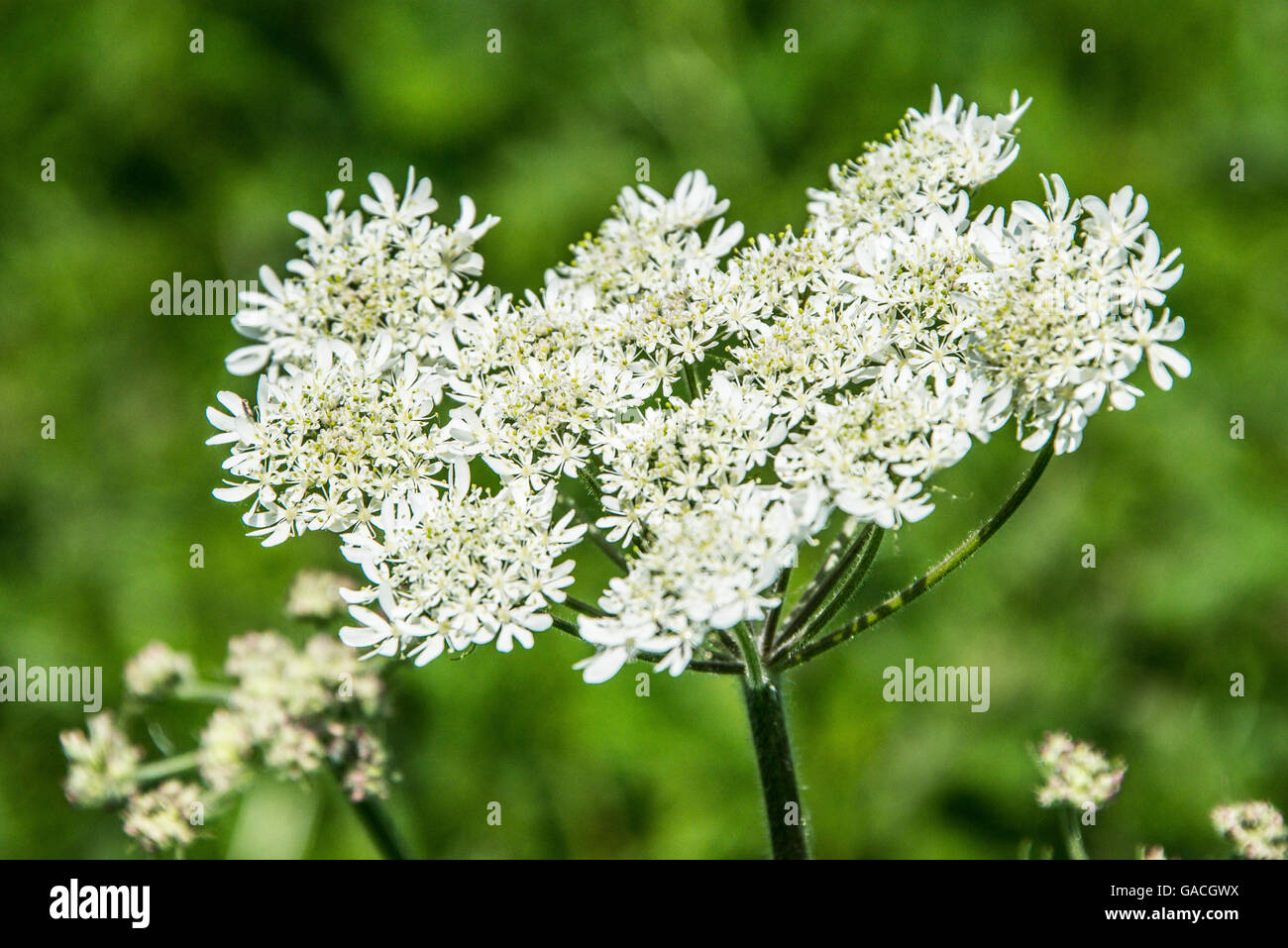 The umbrellalike clusters of white flowers of cow parsley (Anthriscus sylvestris Stock Photo