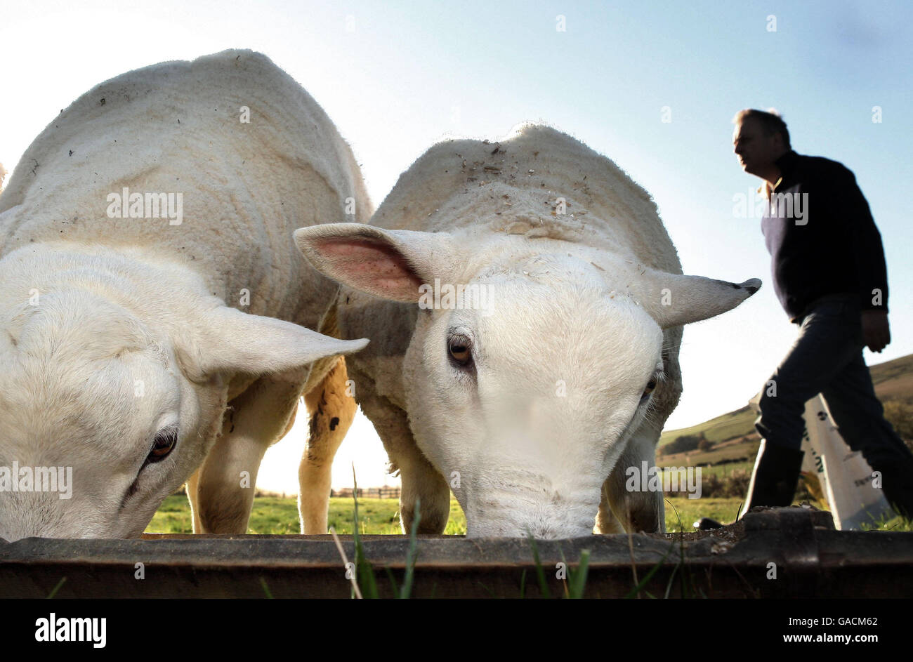 A farmer herds his sheep in Peeblesshire, Scottish Borders after the footandmouth ban of the