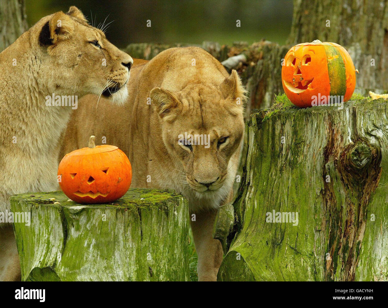Two lions look at their Halloween treats in the their enclosure at Blair Drummond Safari Park near Stirling. Stock Photo