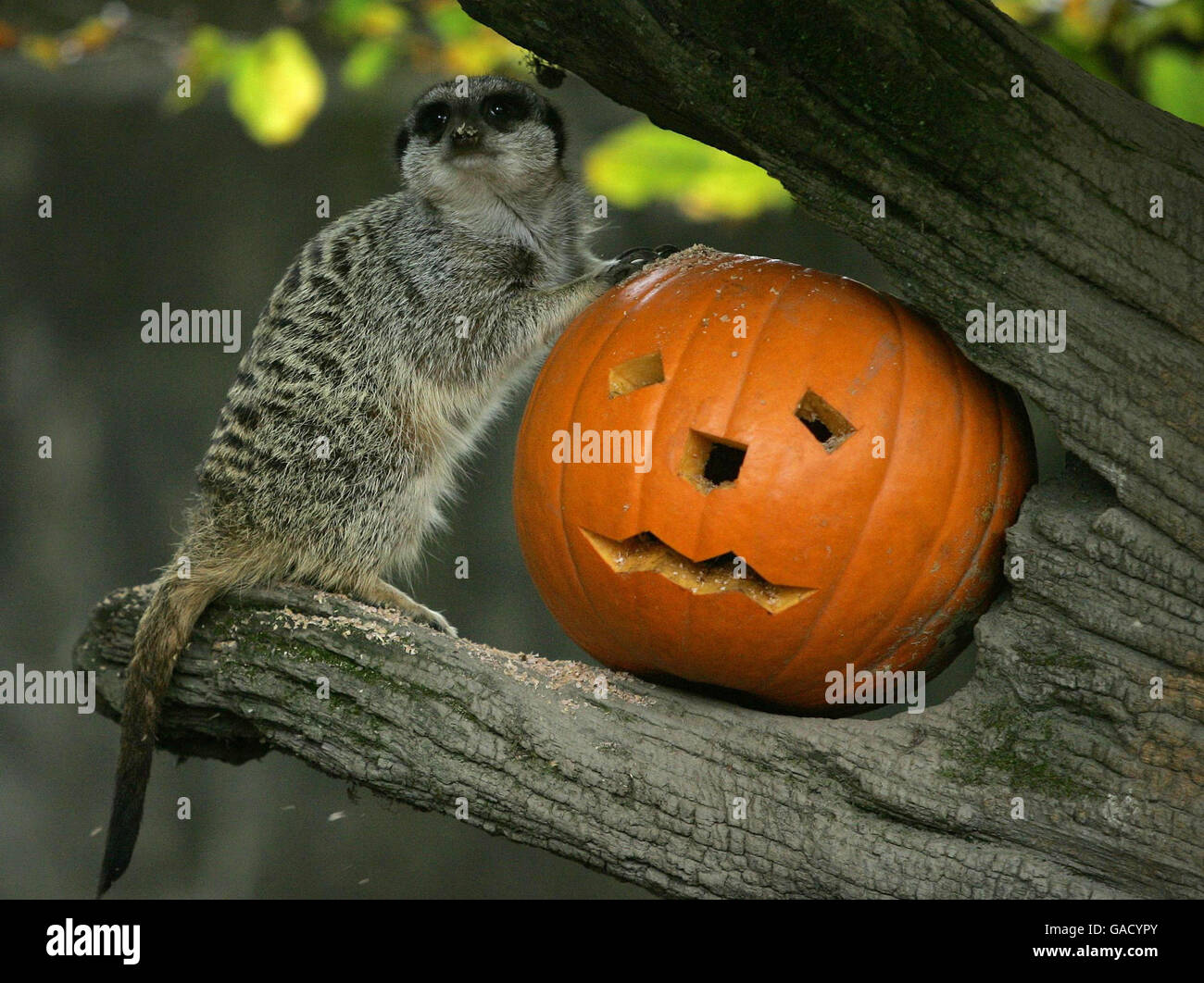 Social halloween full length suricate carved pumpkin jack o lantern animal scotland hi-res stock photography and images - Alamy Social halloween full length suricate carved pumpkin jack o lantern animal scotland hi-res stock photography and images - Alamy