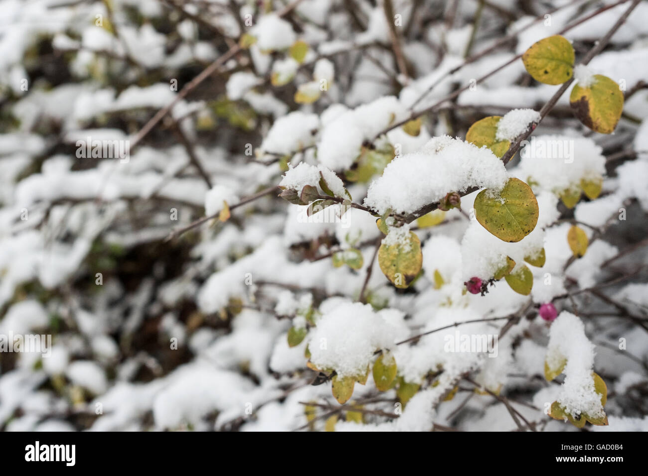 Bush of cotoneaster with violet fruits and snow Stock Photo