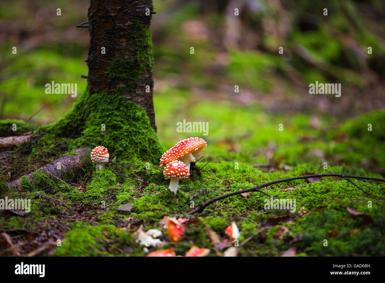 red Amanita muscaria autumn forest Stock Photo