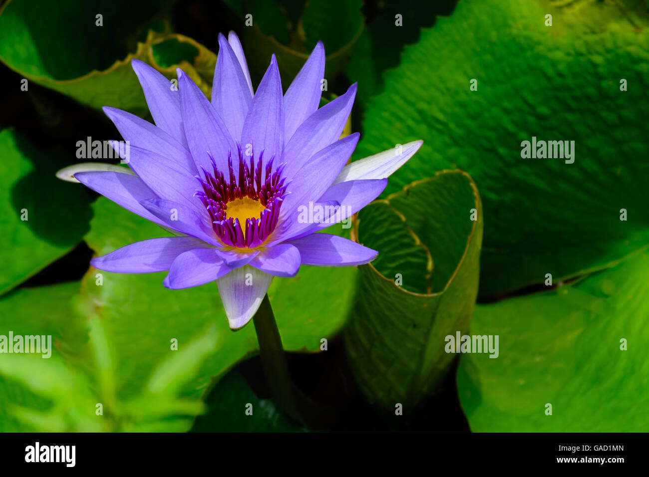 Purple water lily Nymphaea “Director T. Moore”  lilac in pond with lily pads Stock Photo