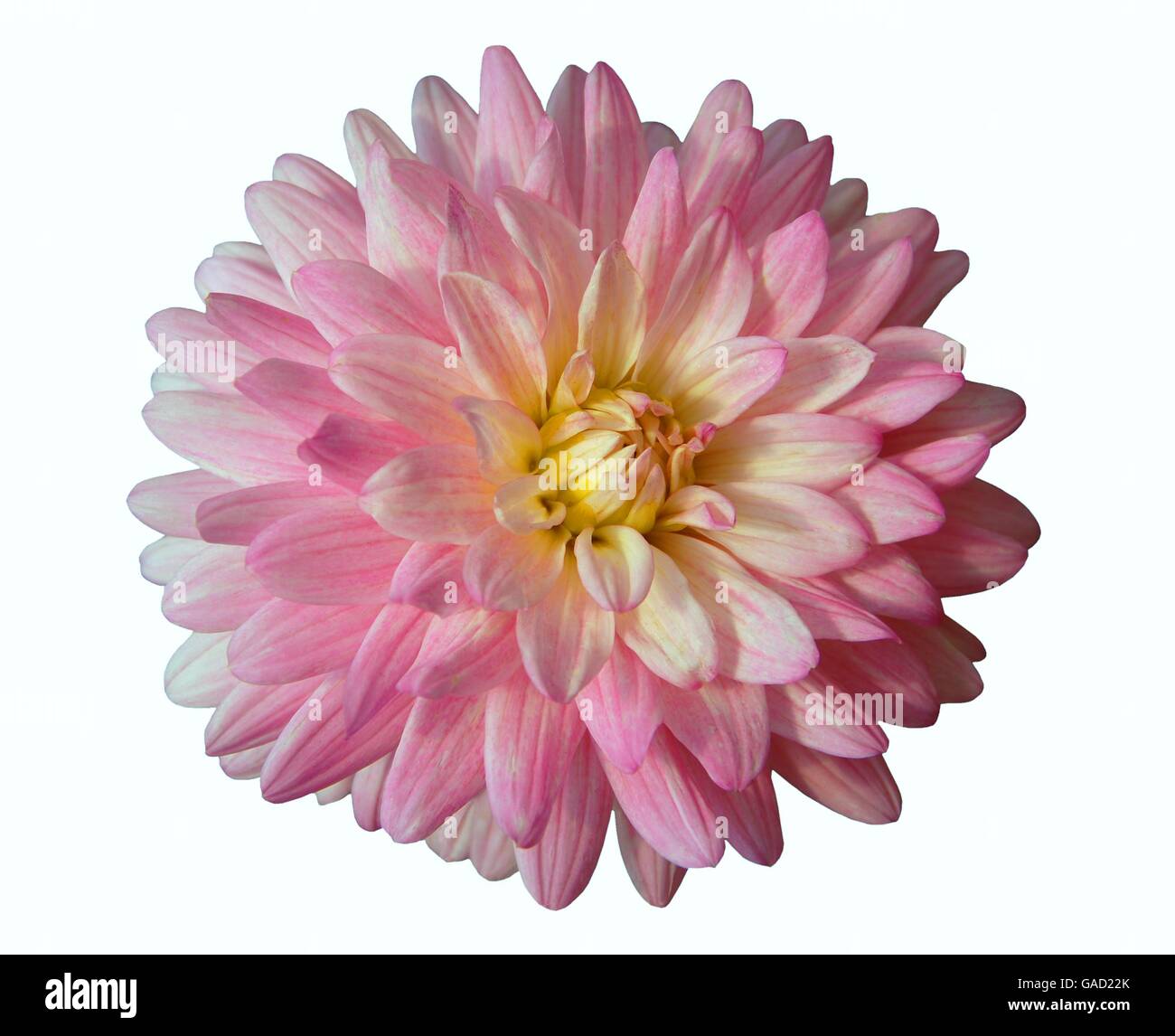 Pink white dahlia flower isolated on white background Stock Photo - Alamy