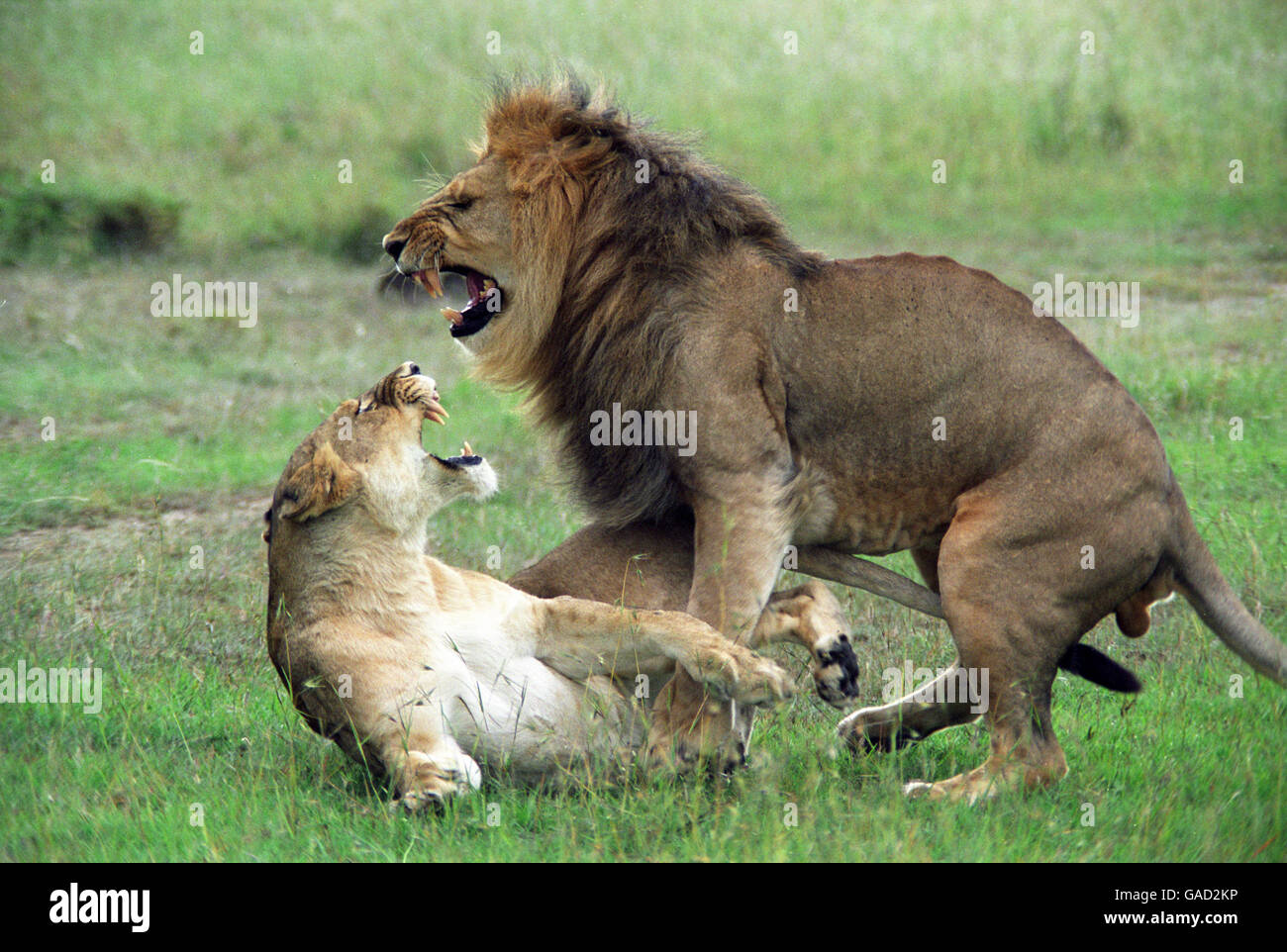 Lions Fighting In The Masai Mara Game Reserve In Kenya Stock Photo Alamy