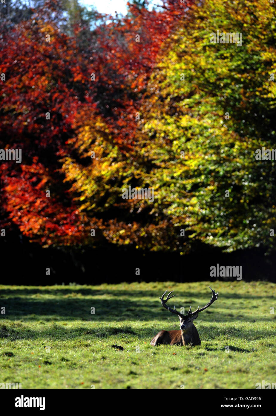 A stag at Studley Royal near Ripon enjoying the sunny weather as bright