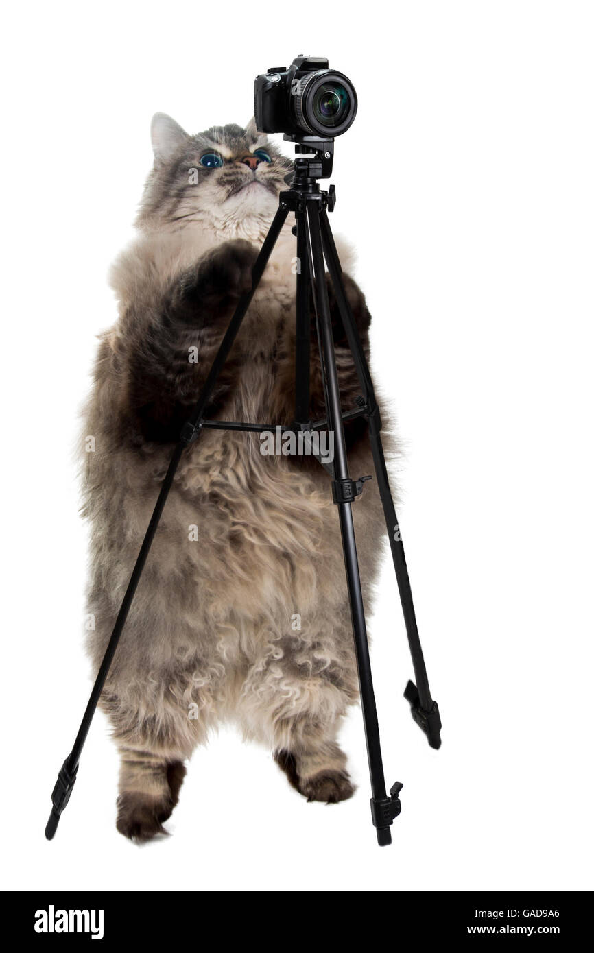 smart cat takes pictures Stock Photo