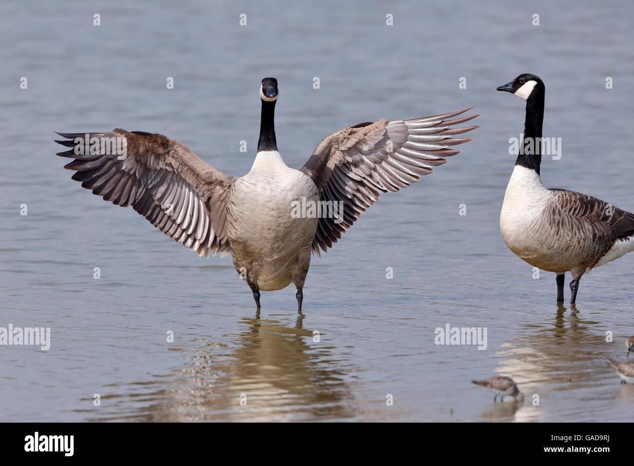 Canada goose vitoria hot sale gasteiz