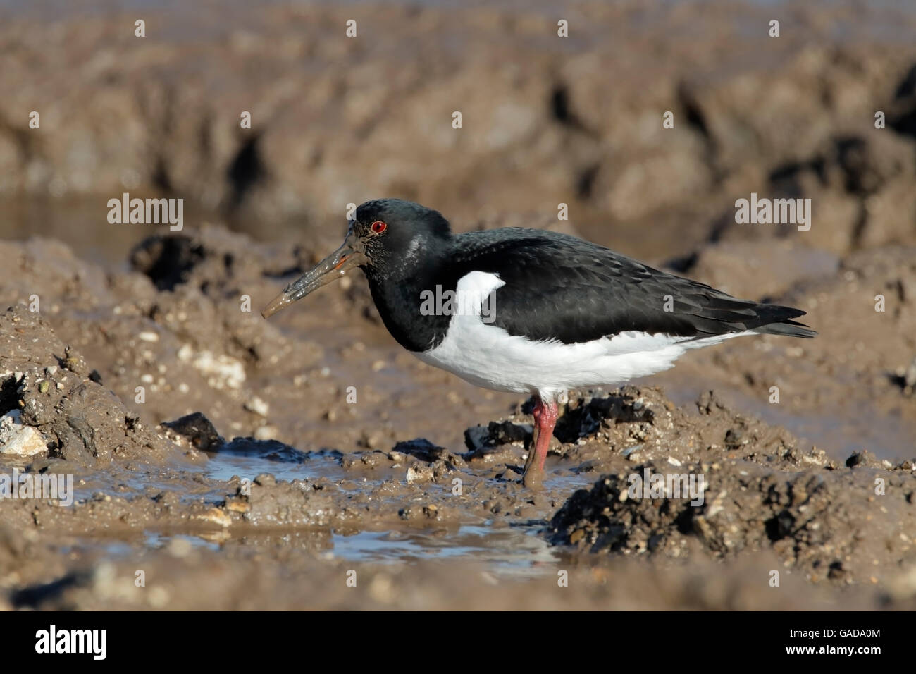 Eurasian Oystercatcher (Haematopus ostralegus) single bird feeding in soft mud of estuary, north ...