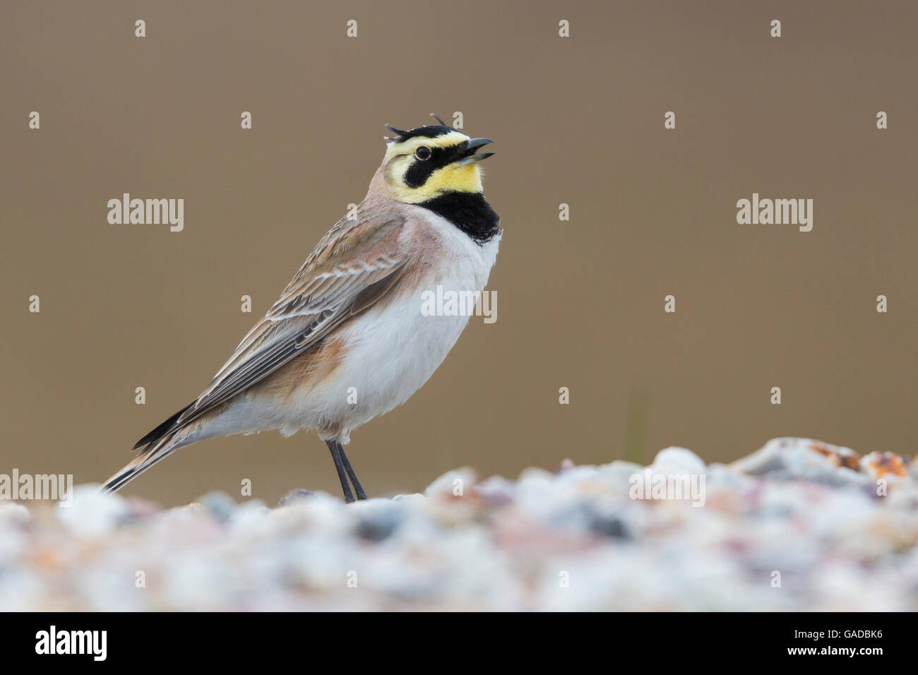 Horned Lark (Eremophila alpestris), adult standing on the ground, Båtsfjord, Finnmark, Norway Stock Photo