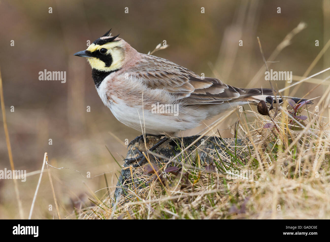 Horned Lark (Eremophila alpestris), adult standing on the ground, Båtsfjord, Finnmark, Norway Stock Photo