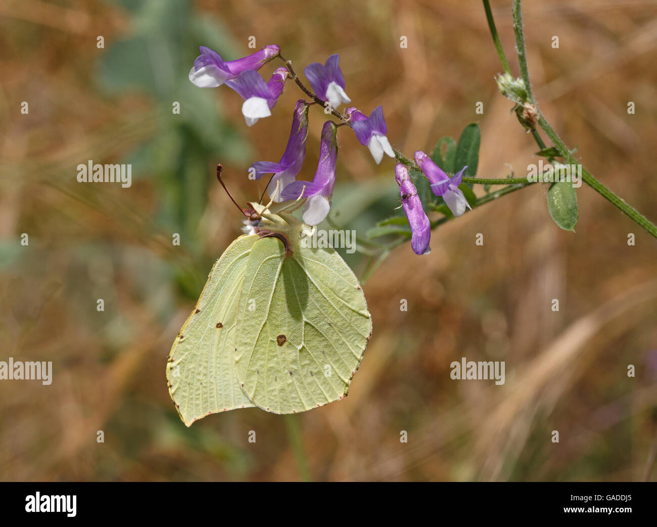 common brimstone butterfly on wild flower Stock Photo