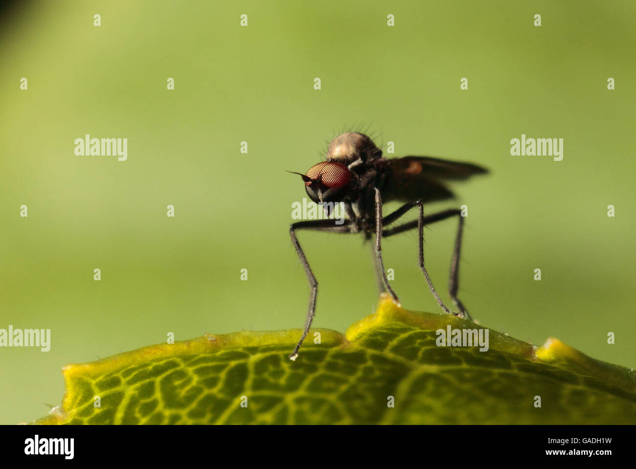 Compound eye of a Fly Stock Photo