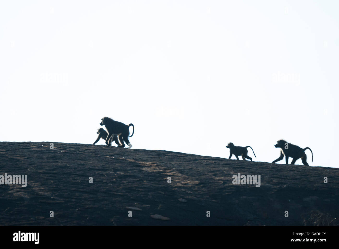 Olive baboons walking on a rock (Papio cynocephalus anubis), Serengeti National Park, Tanzania Stock Photo