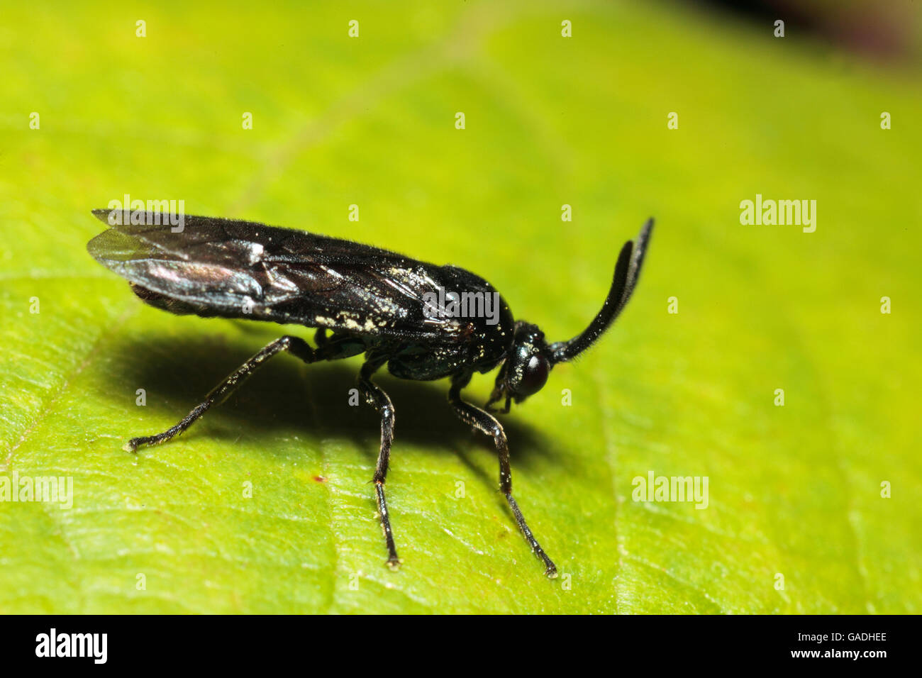 Small solitary wasp Stock Photo