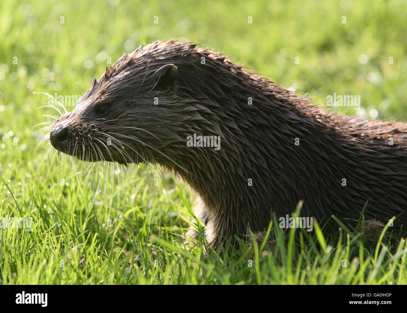 ANIMAL stock. An otter. Picture taken in captivity. Stock Photo