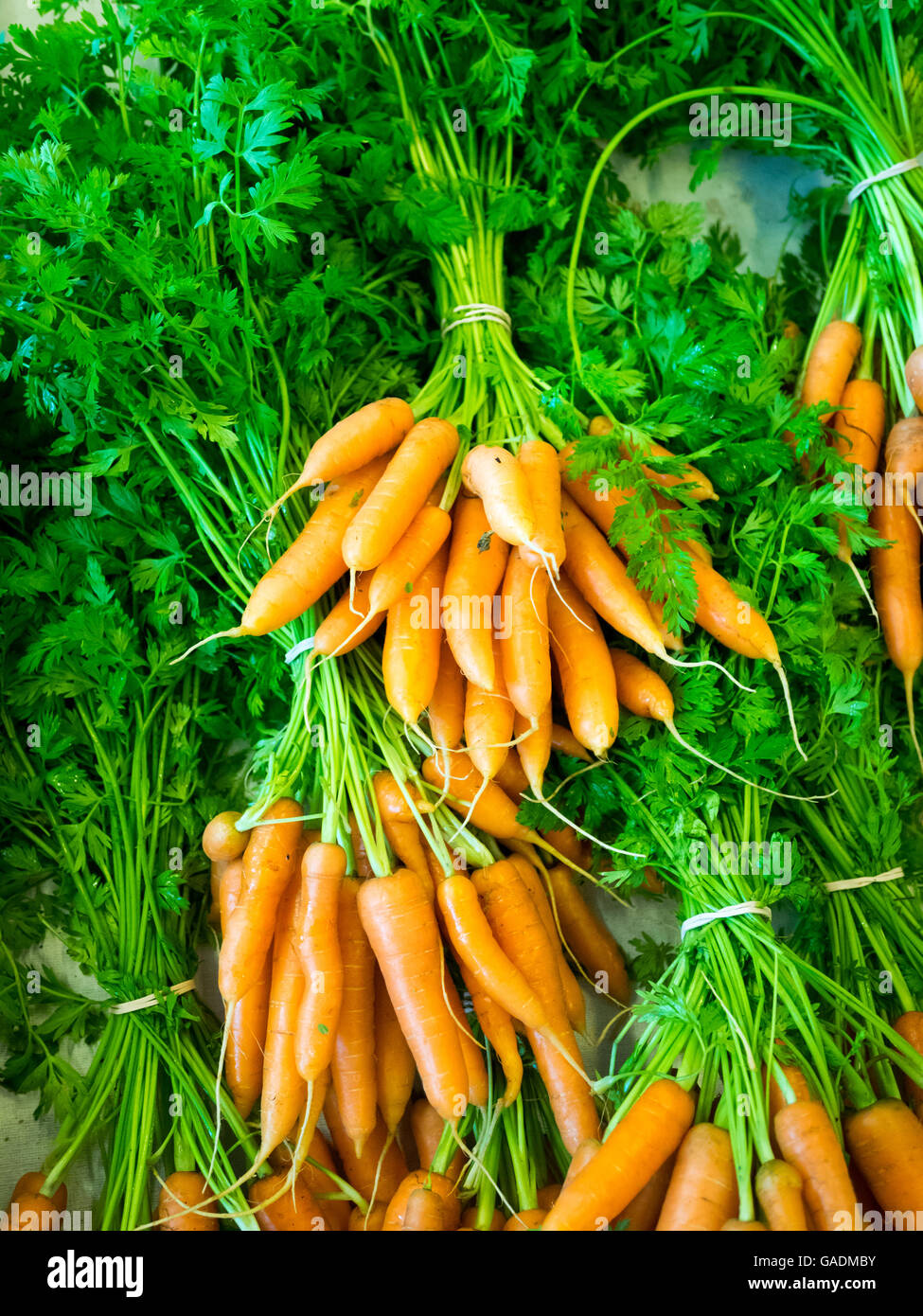 A bunch of carrots sold at the Old Strathcona Farmers' Market in Edmonton, Alberta, Canada. Stock Photo